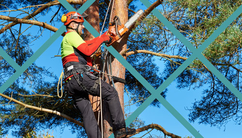 Tree-Trimming-Companies-Local-SEO